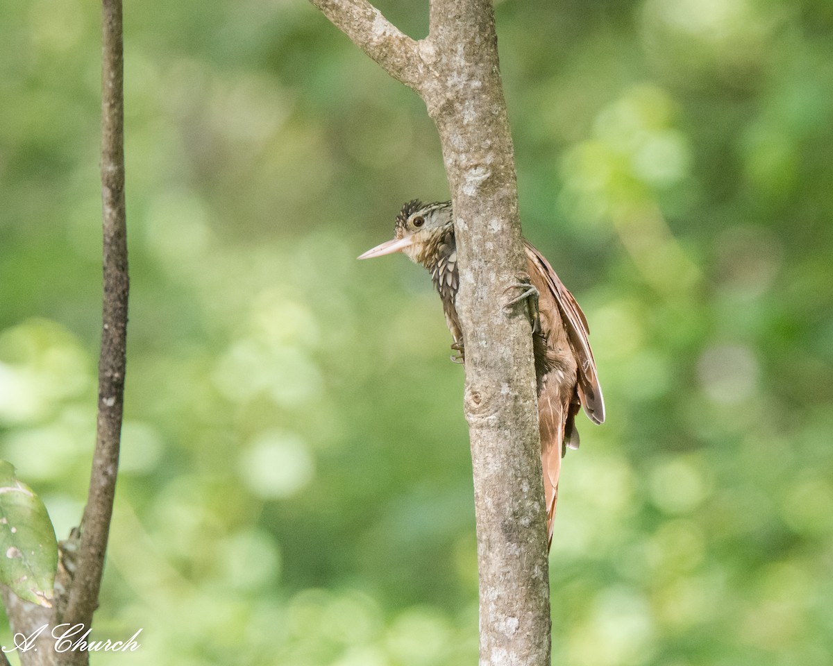 Straight-billed Woodcreeper - ML647908549