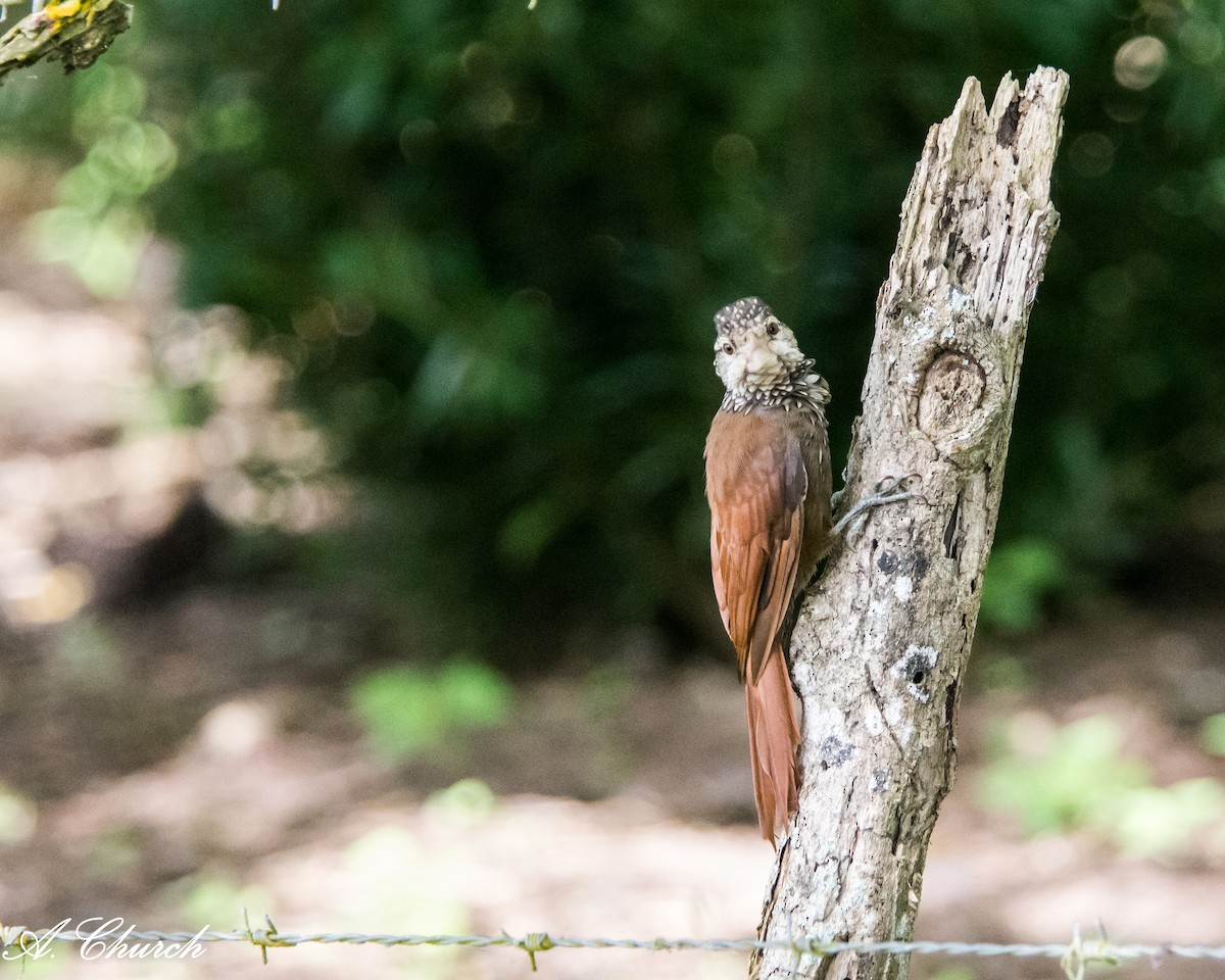 Straight-billed Woodcreeper - ML647908550