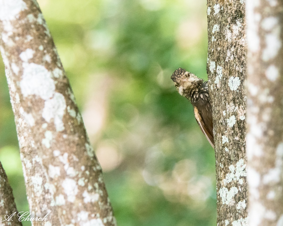 Straight-billed Woodcreeper - ML647908551