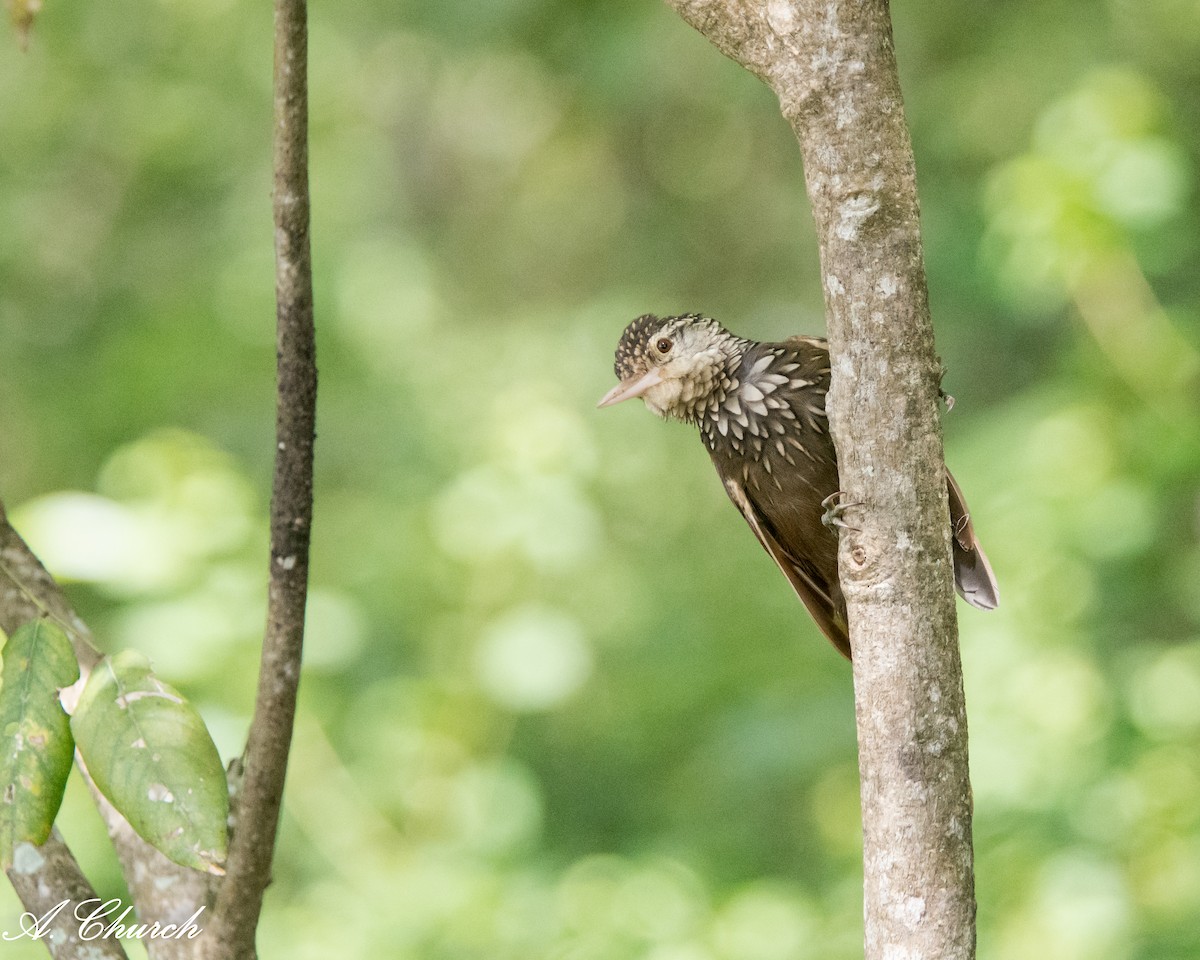 Straight-billed Woodcreeper - ML647908552