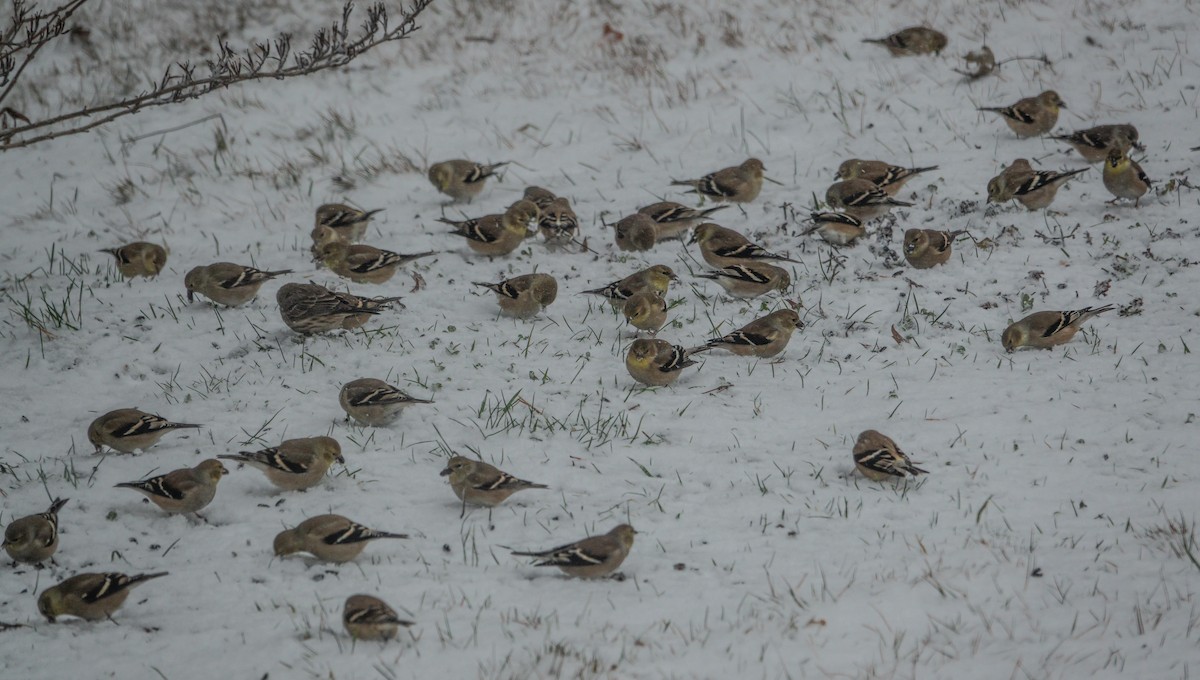 American Goldfinch - ML647908553