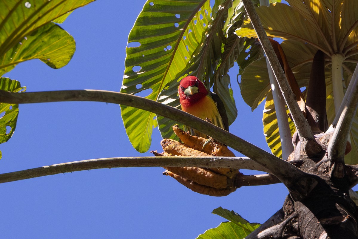 Red-headed Barbet - ML647908559