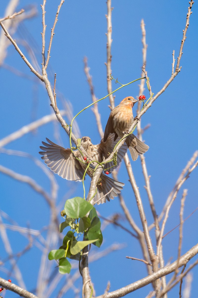 House Finch - ML647908560