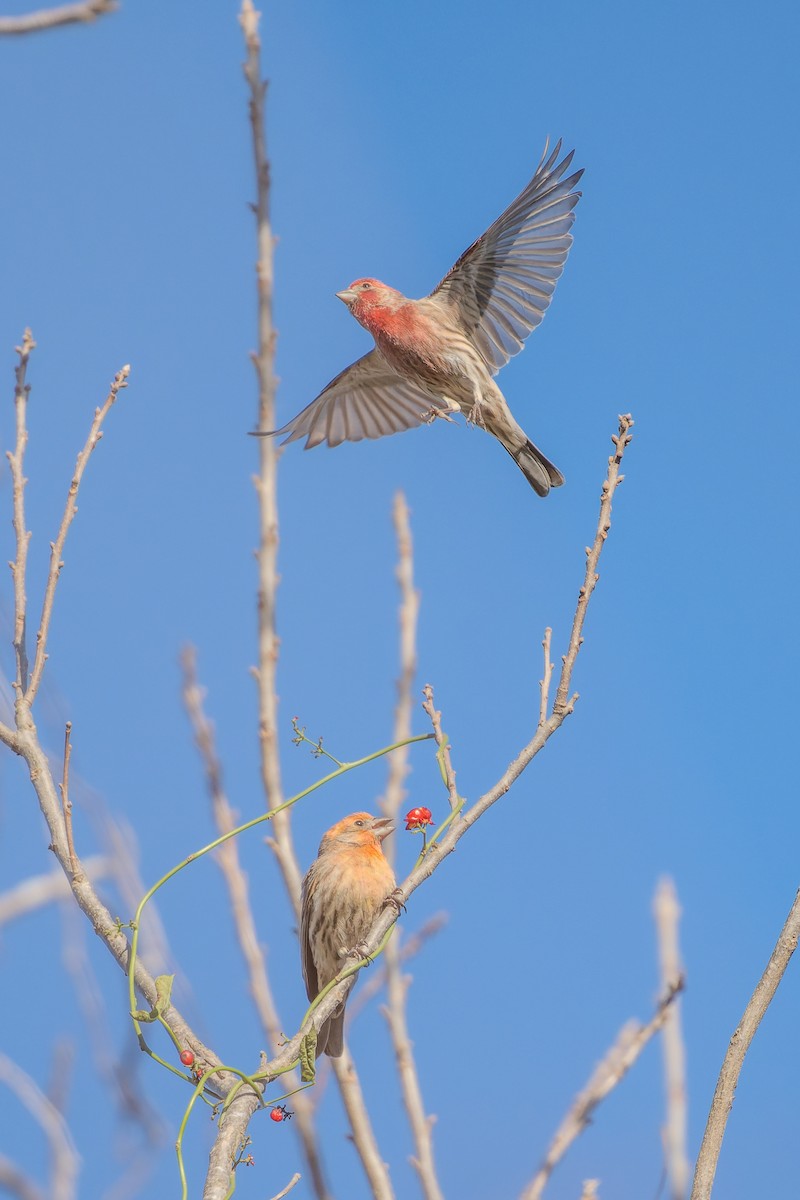 House Finch - ML647908561
