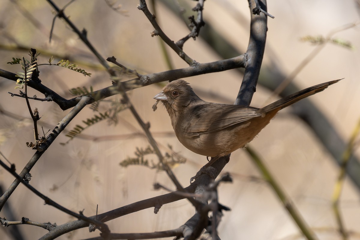 Abert's Towhee - ML647908563