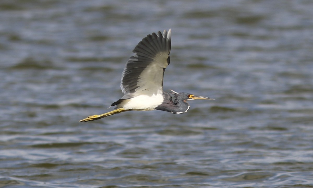 Tricolored Heron - ML647908564