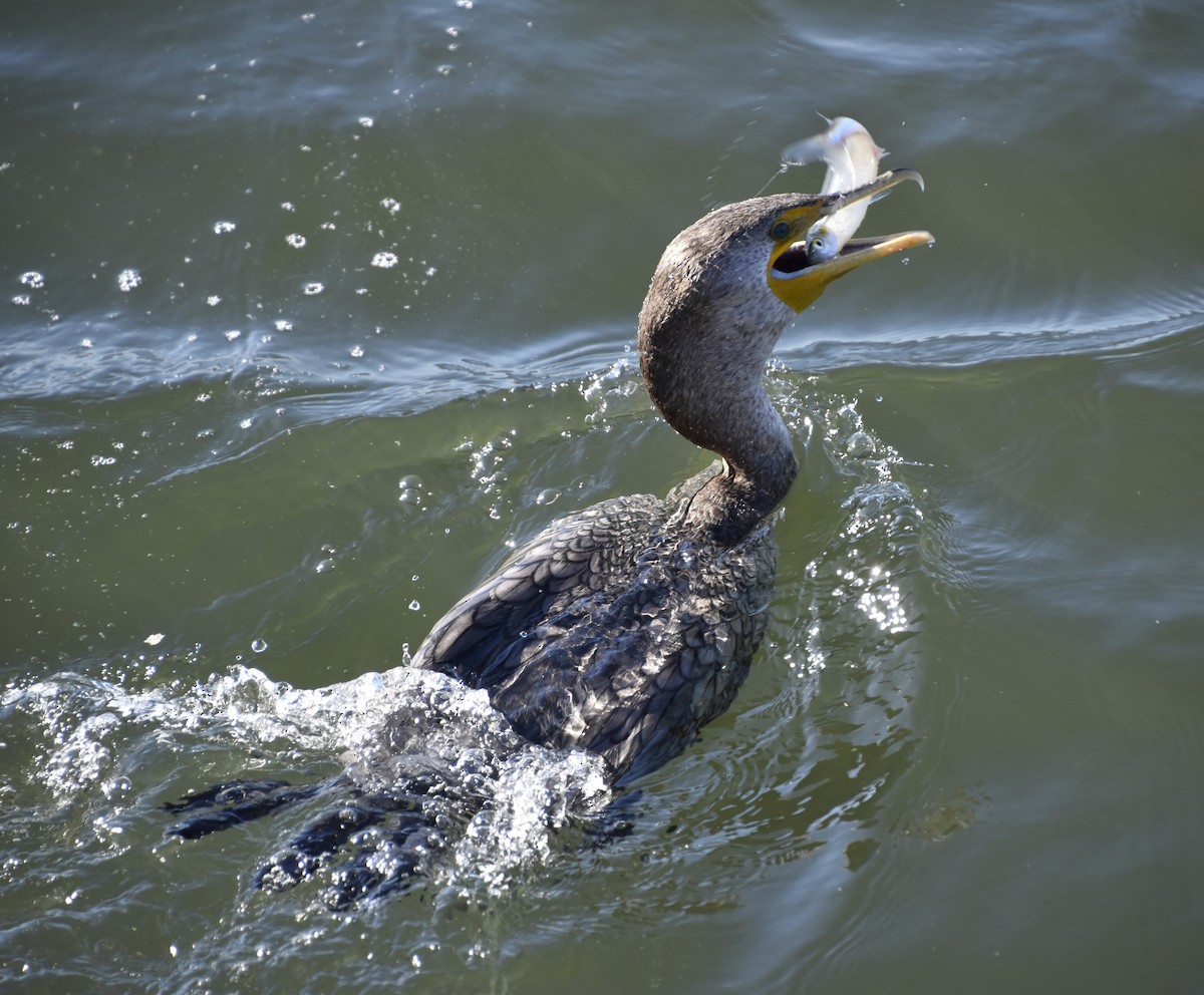 Double-crested Cormorant - ML647908565