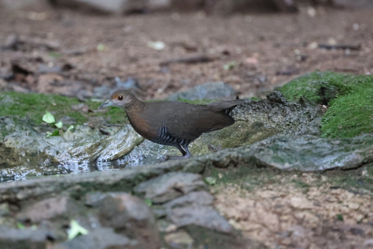 Slaty-legged Crake - ML647908571