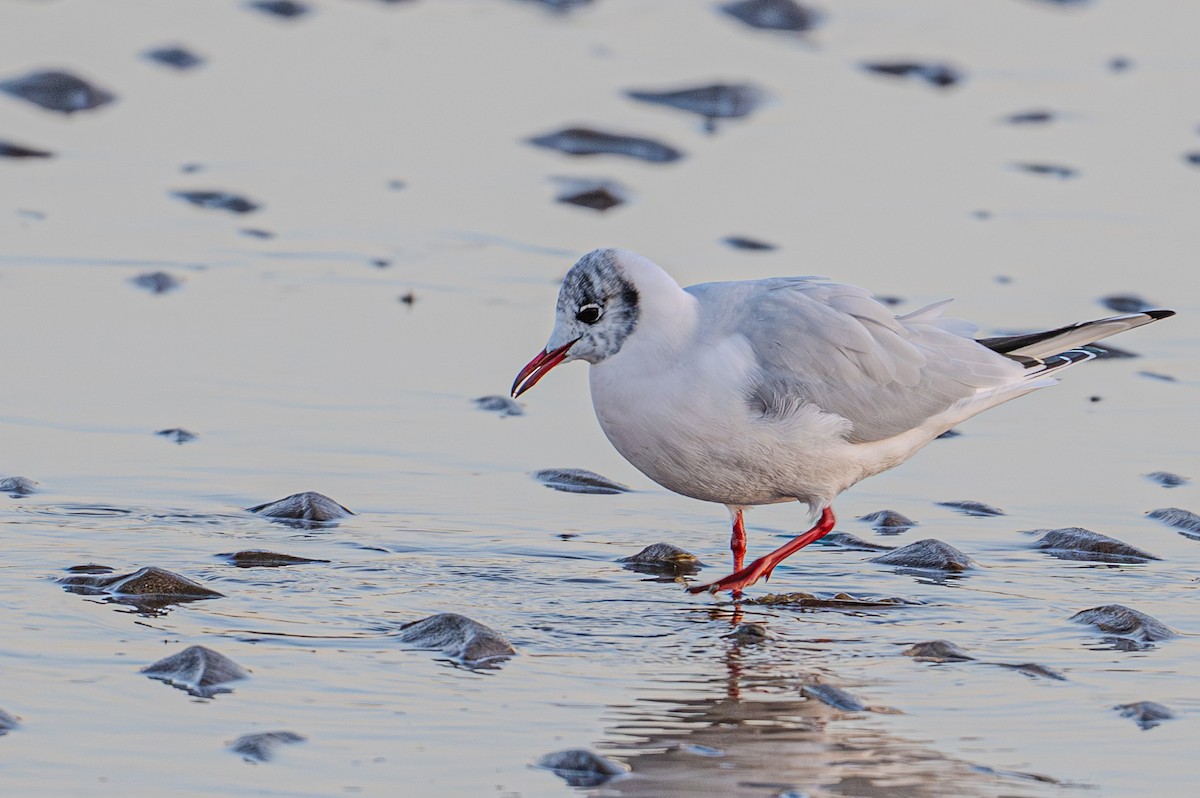 Black-headed Gull - ML647908572