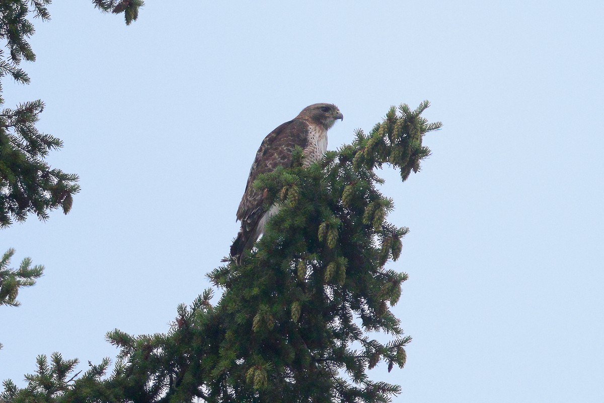 Red-tailed Hawk - ML647908573