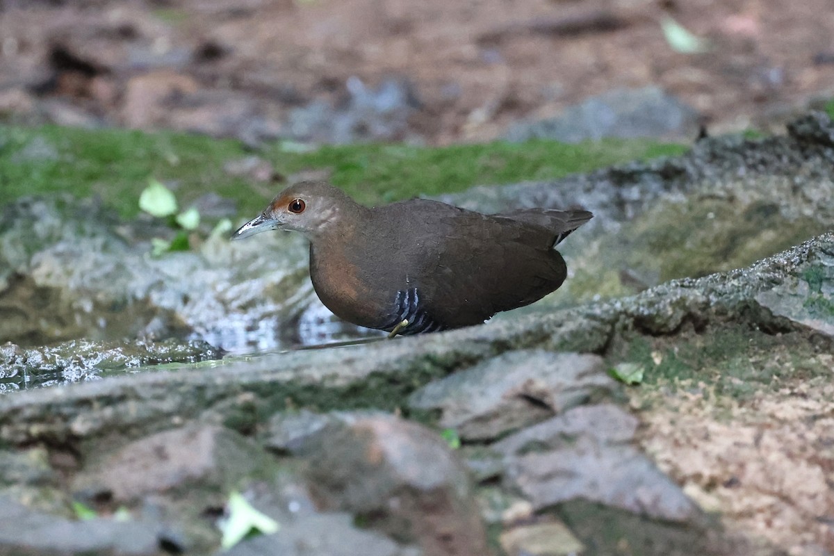Slaty-legged Crake - ML647908574