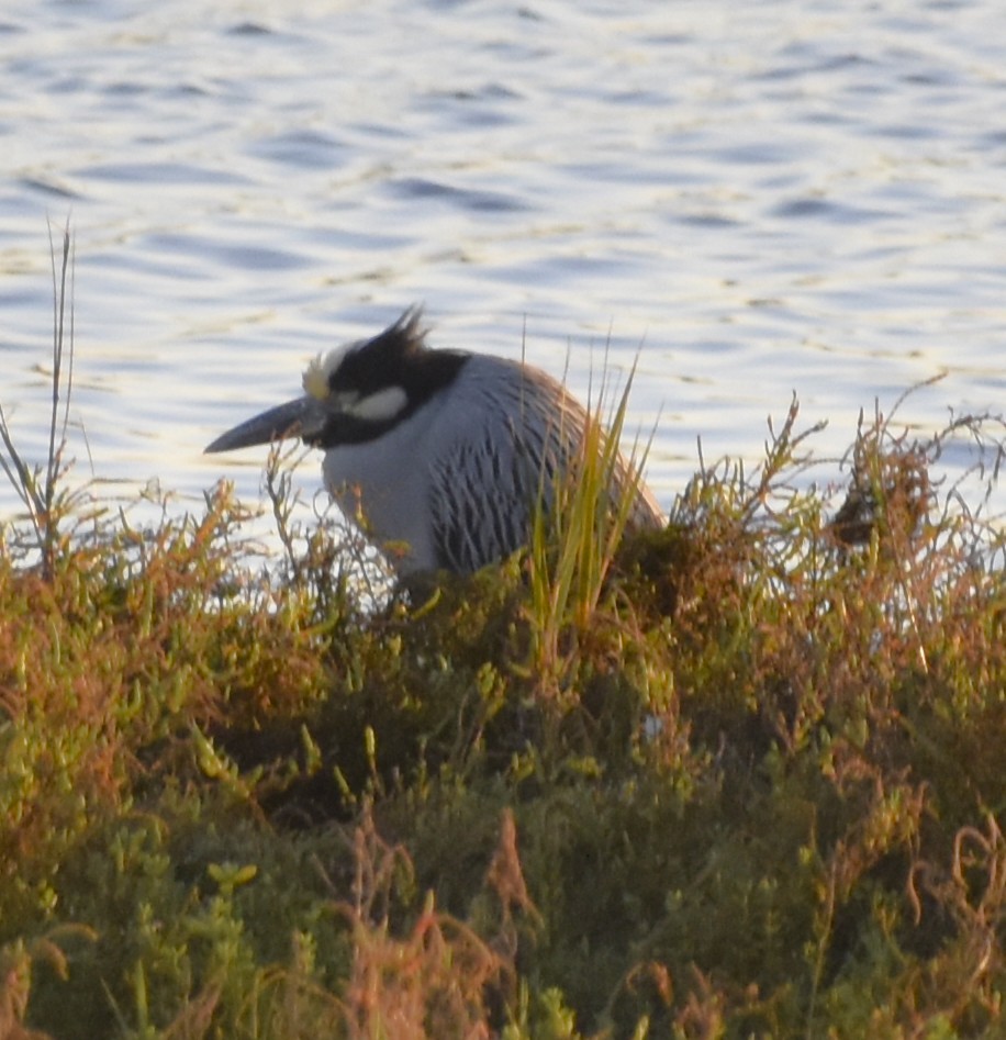 Yellow-crowned Night Heron - ML647908575