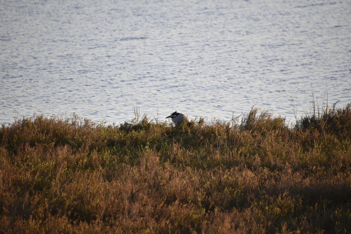 Yellow-crowned Night Heron - ML647908576