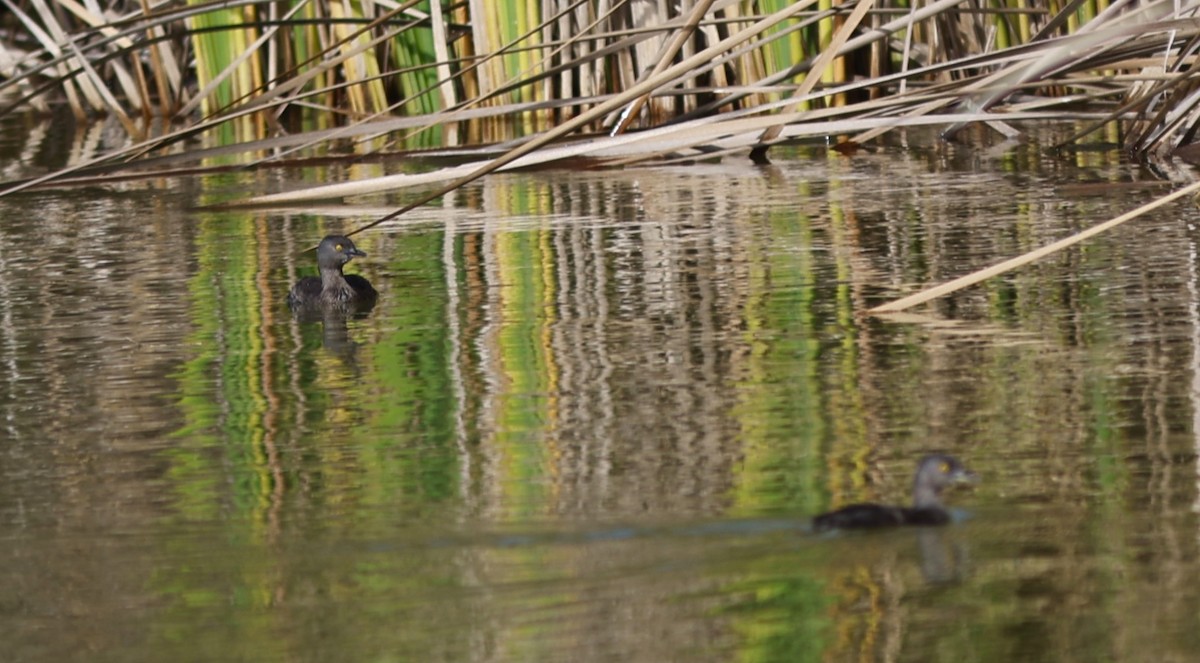Least Grebe - ML647908578