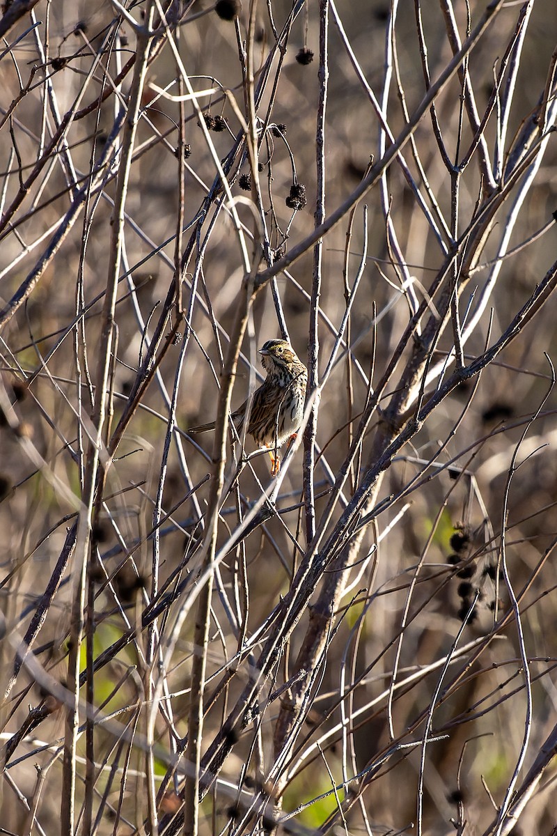 Savannah Sparrow - ML647908579