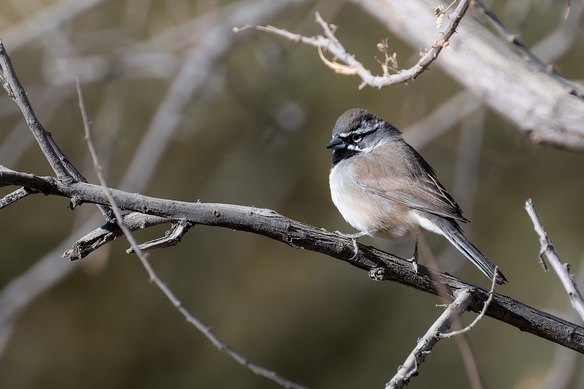 Black-throated Sparrow - ML647908580