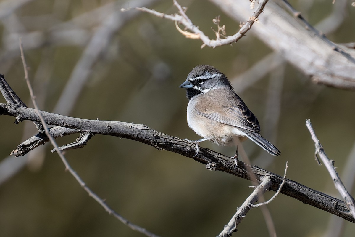 Black-throated Sparrow - ML647908581