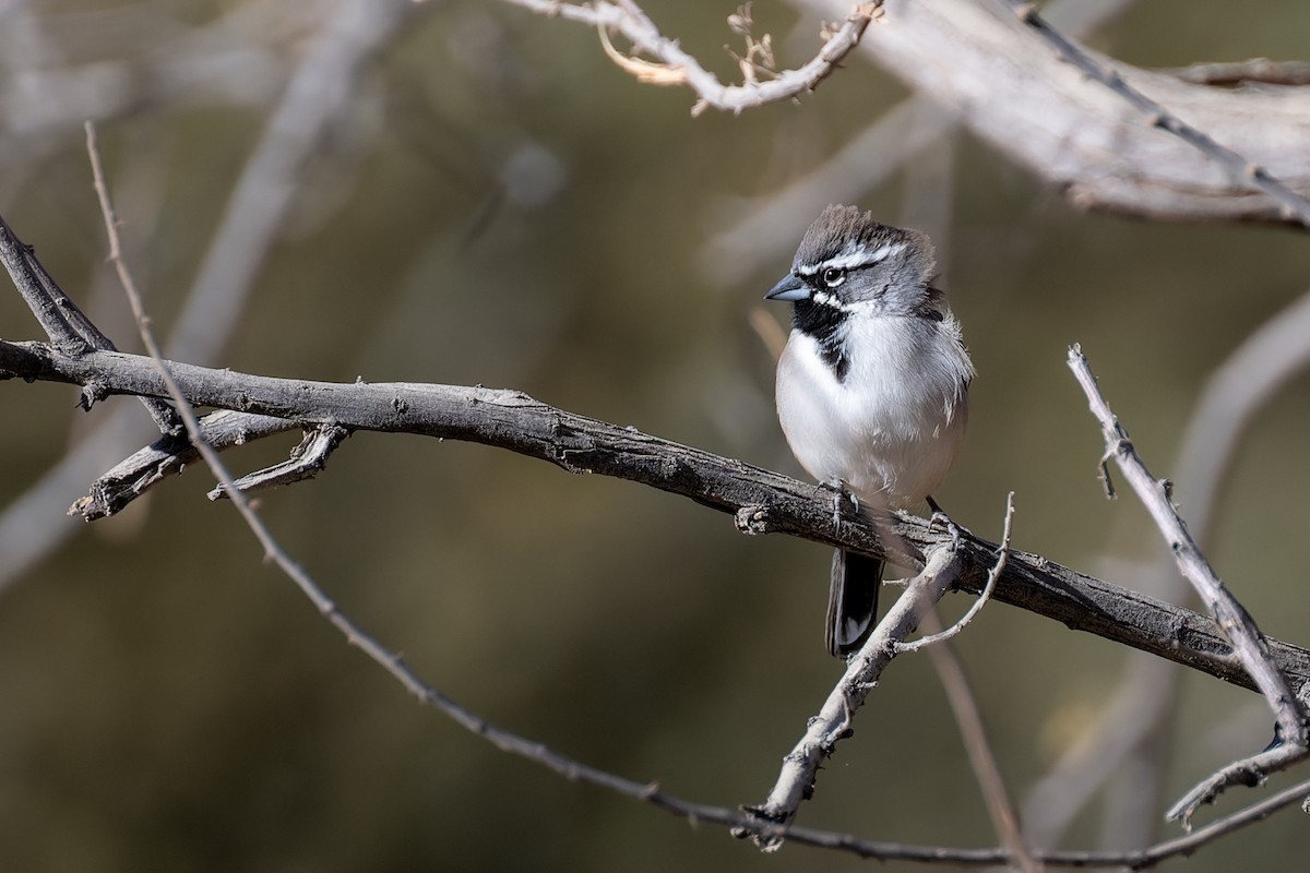 Black-throated Sparrow - ML647908582