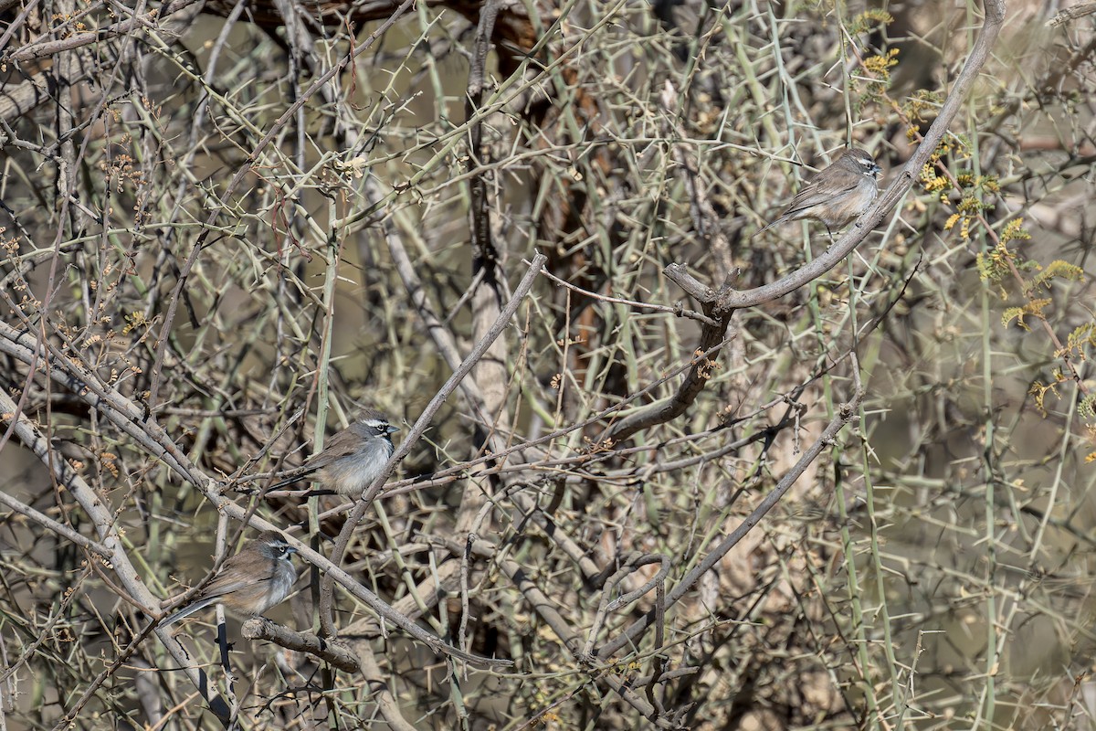 Black-throated Sparrow - ML647908583
