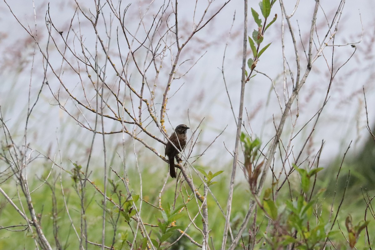 Song Sparrow - ML647908584