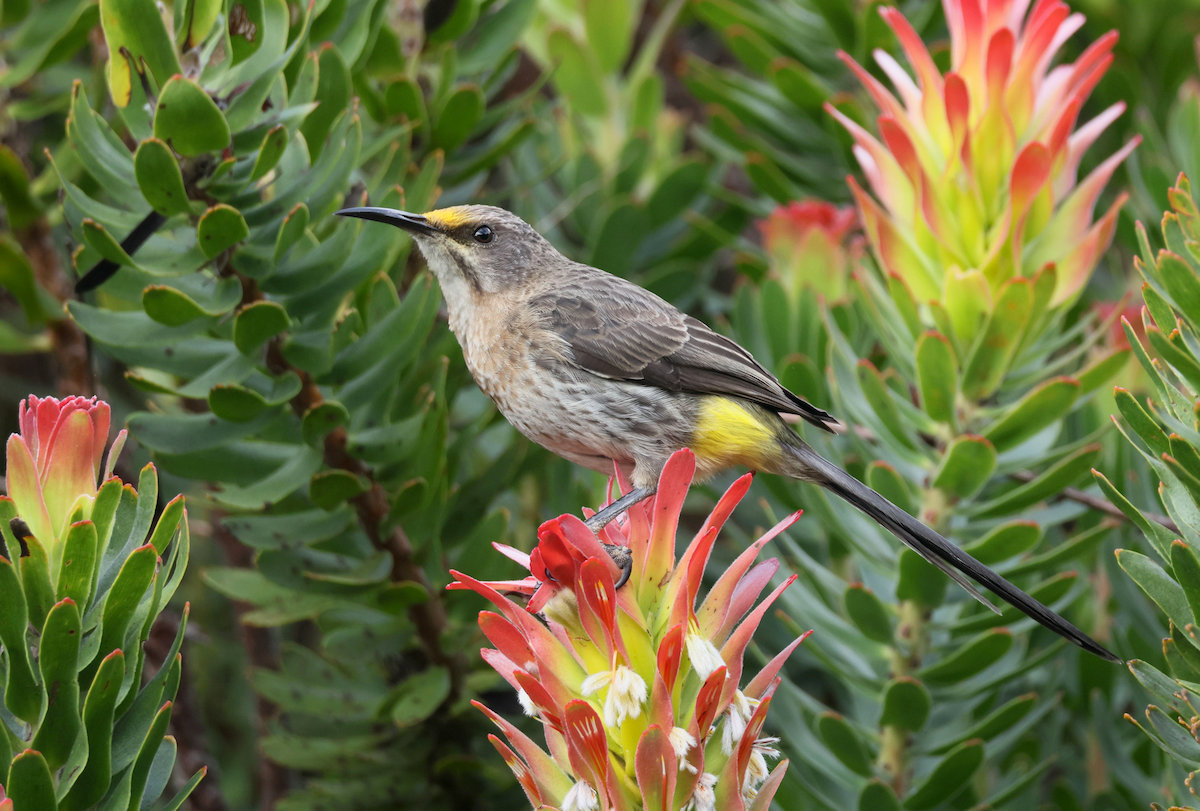 Mielero Abejaruco de El Cabo - ML647908598
