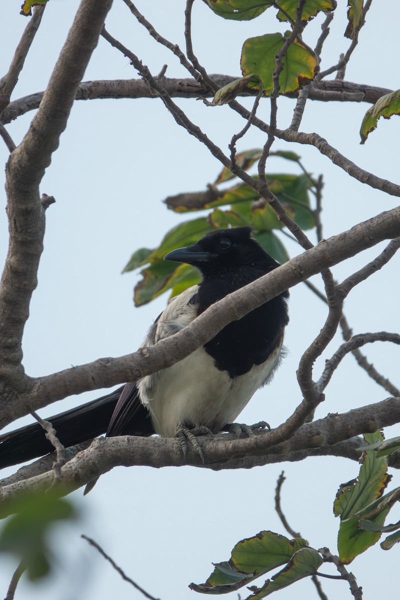 Oriental Magpie - ML647908599