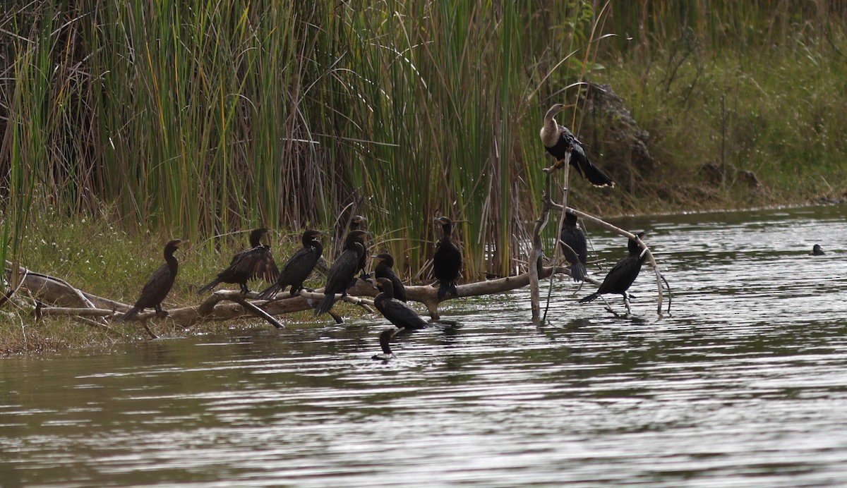 Cormorán Biguá - ML647908630
