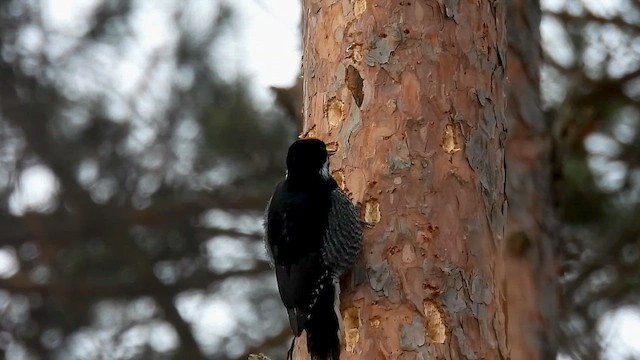 Black-backed Woodpecker - ML647908665