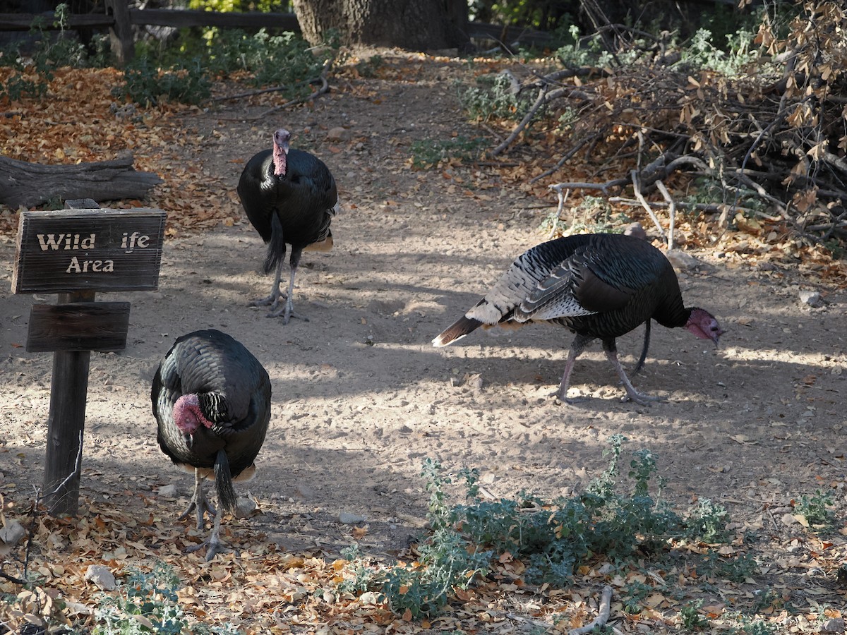 Guajolote Gallipavo - ML647908679