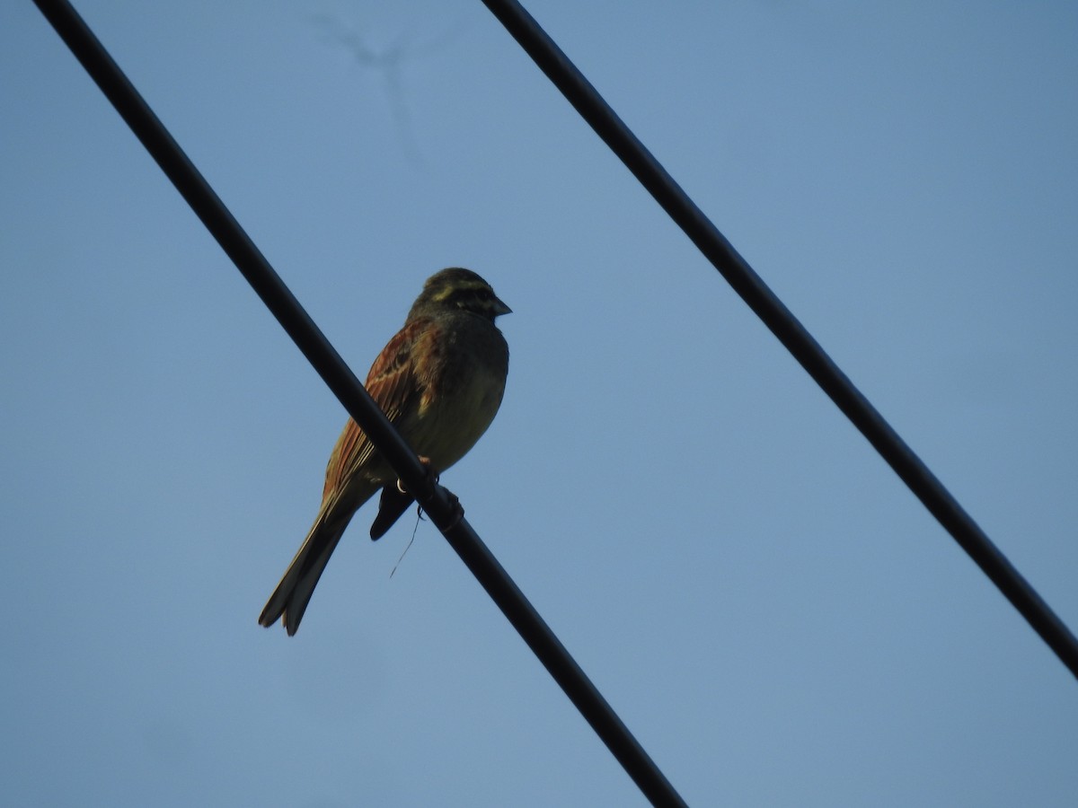 Escribano Soteño - ML647908724