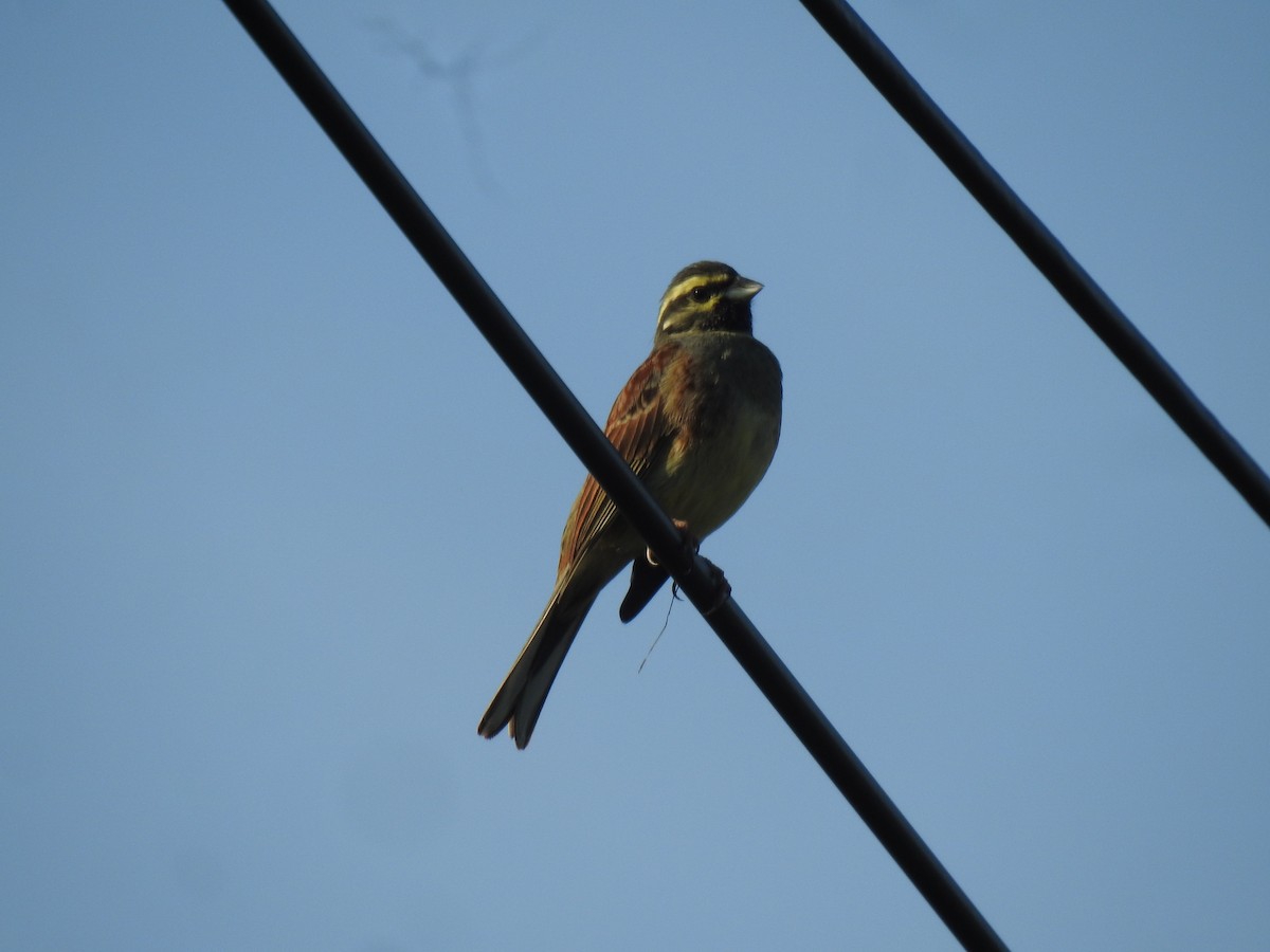 Escribano Soteño - ML647908725