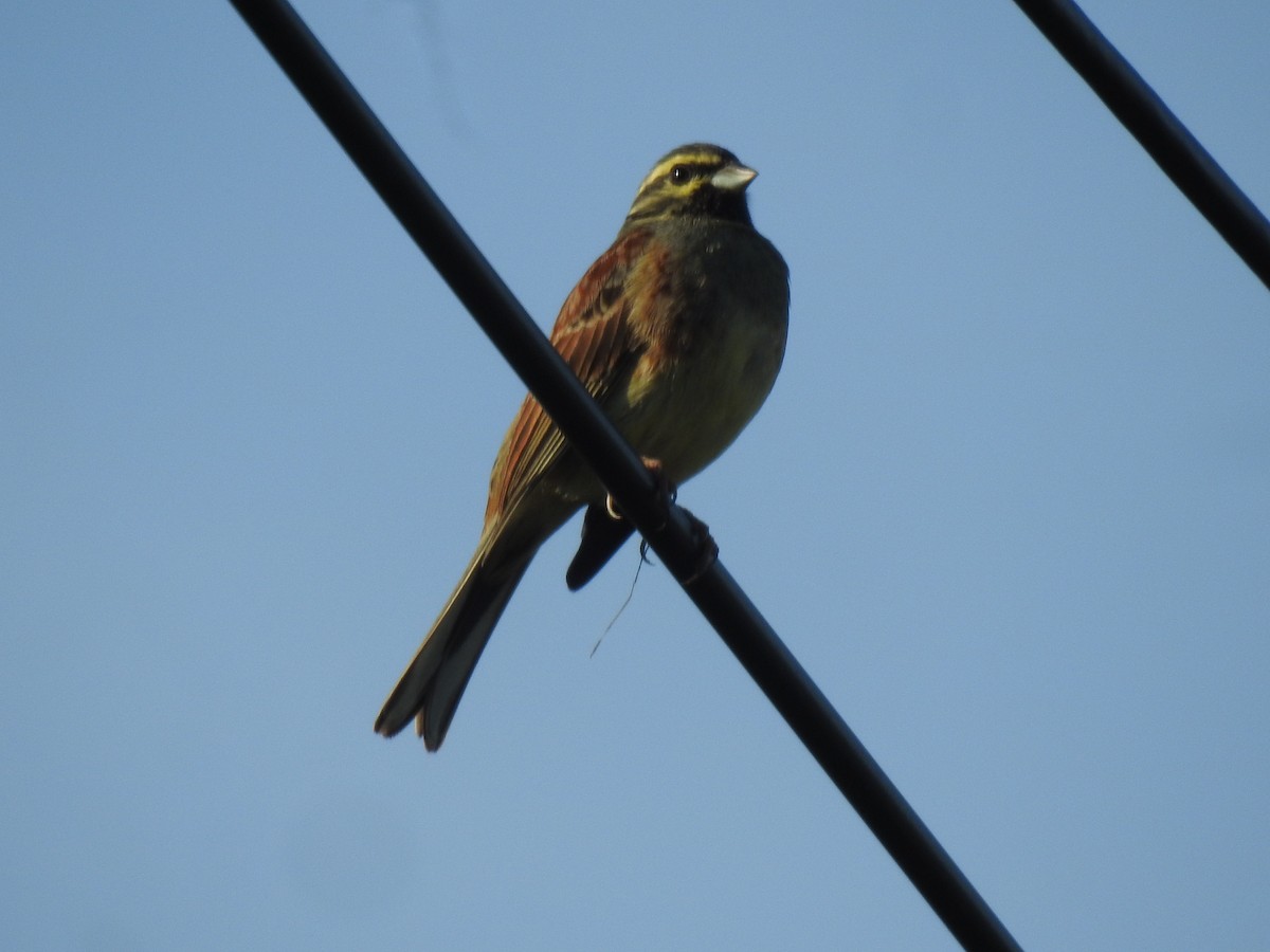 Escribano Soteño - ML647908726