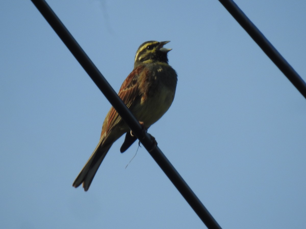 Escribano Soteño - ML647908727