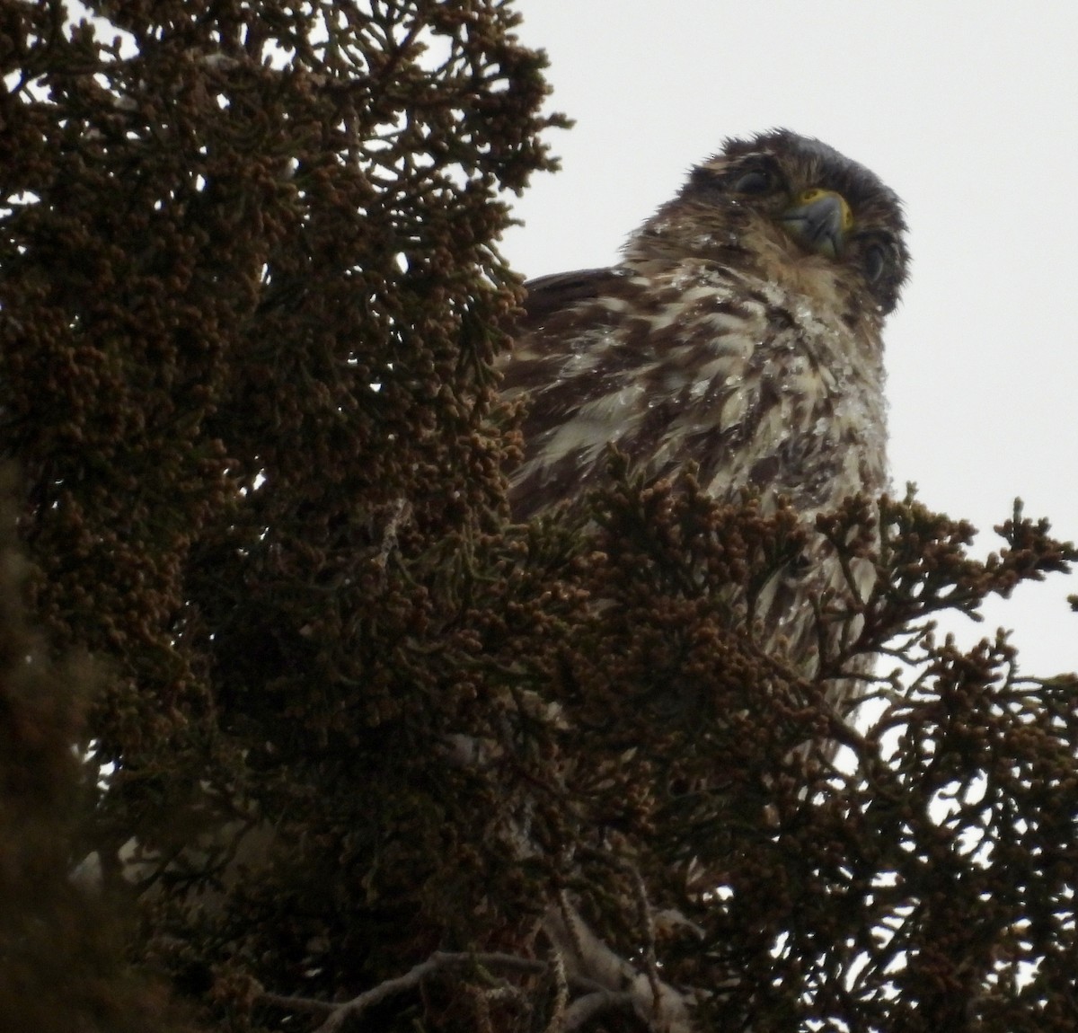 Esmerejón - ML647908729