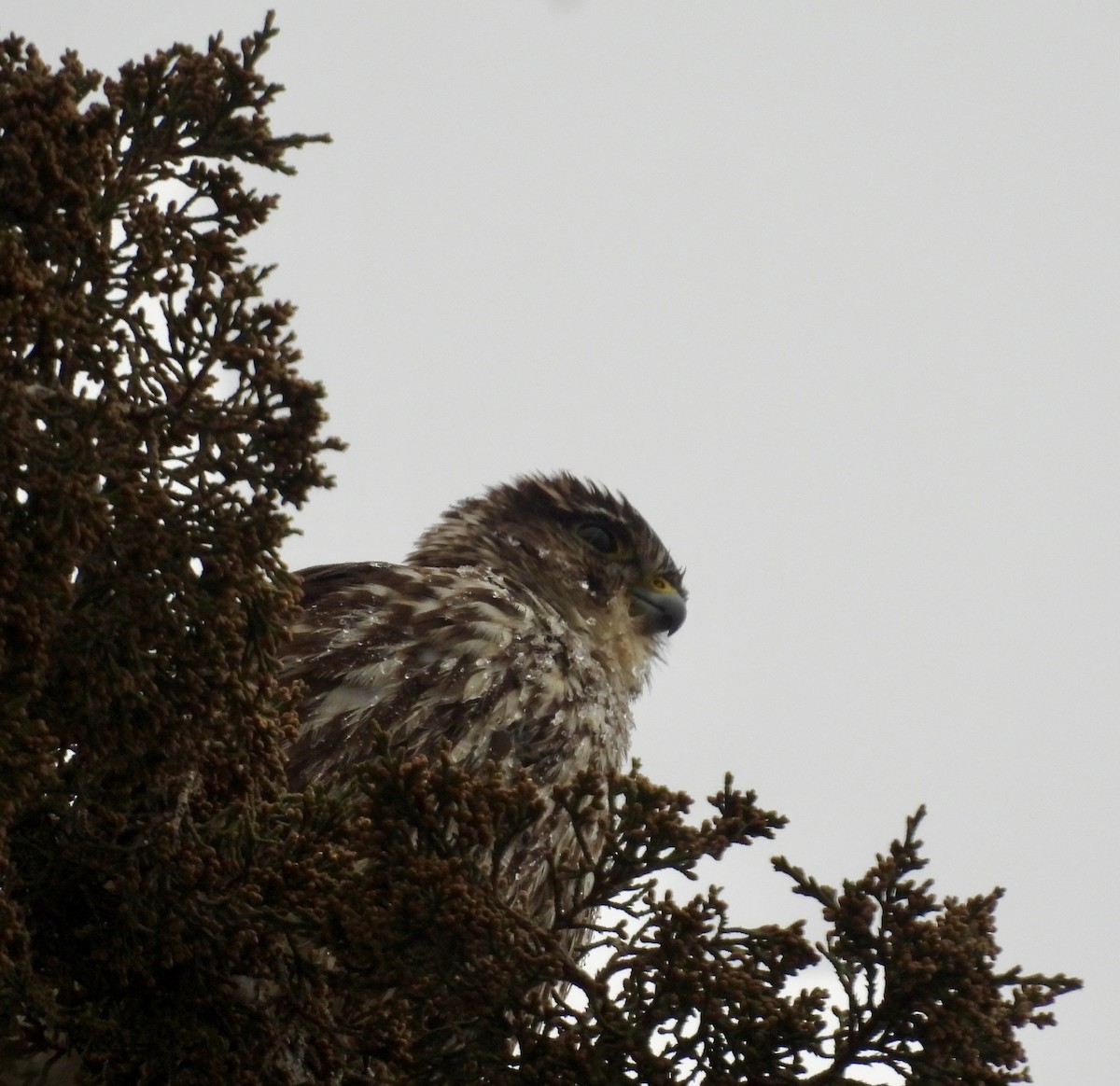 Esmerejón - ML647908730