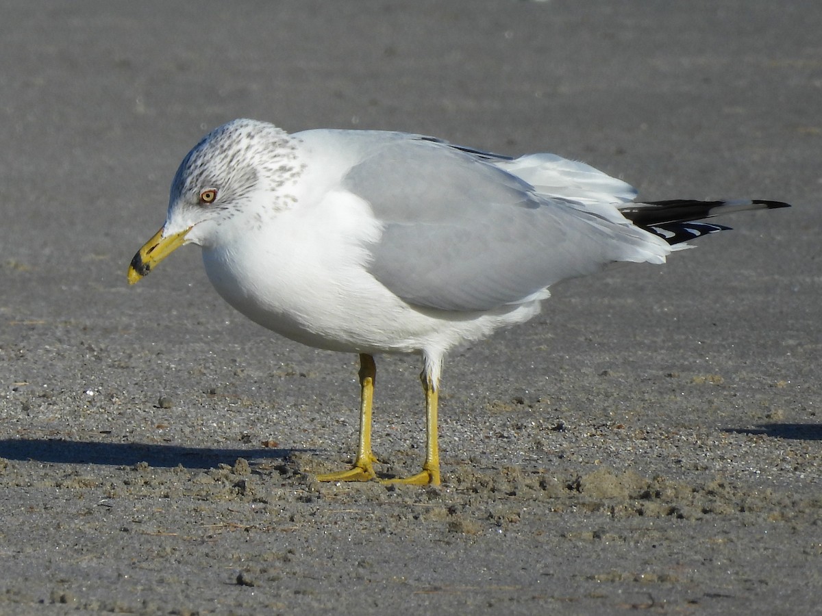 Gaviota de Delaware - ML647908735
