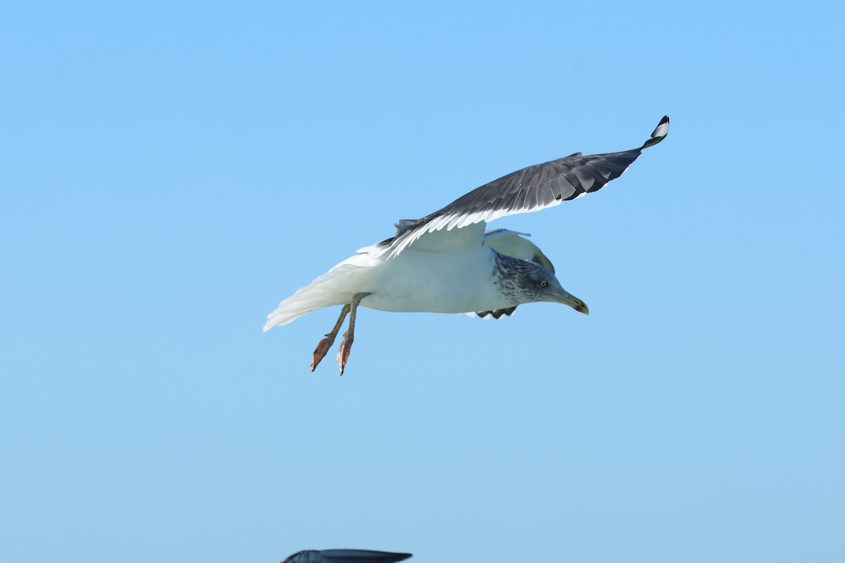 Gaviota Sombría - ML647908738