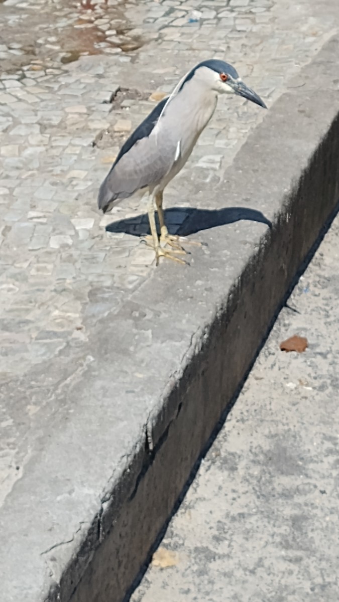 Martinete Común - ML647908739