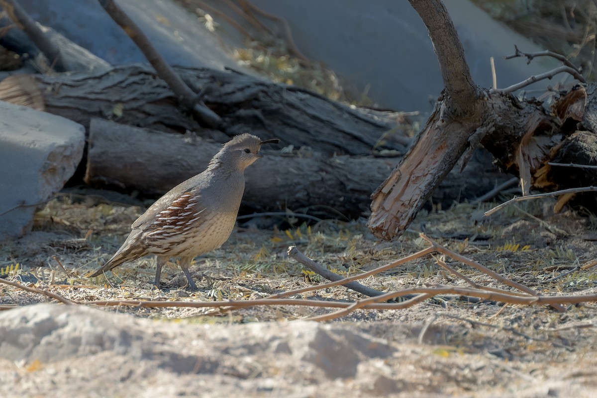 Colín de Gambel - ML647908741