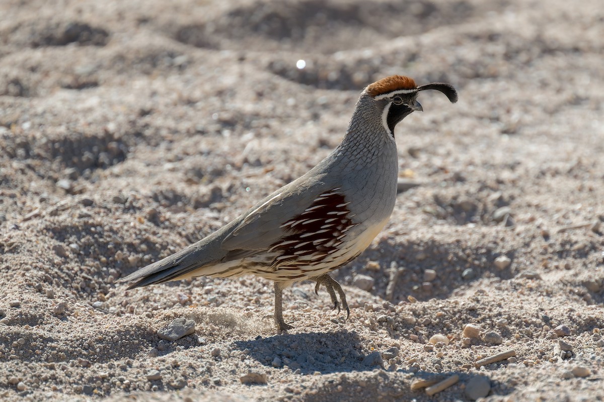 Colín de Gambel - ML647908742