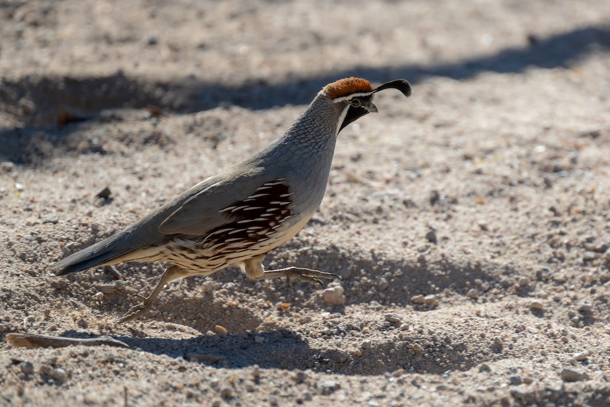 Colín de Gambel - ML647908743