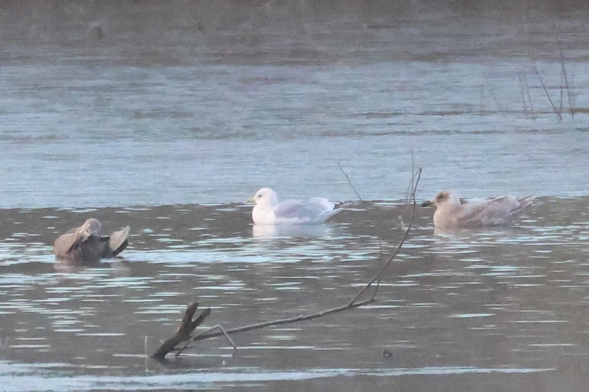 Gaviota Groenlandesa (Esquimal) - ML647908746