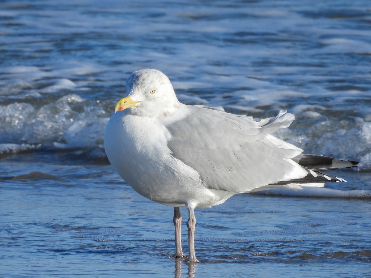 Gaviota Argéntea Americana - ML647908747