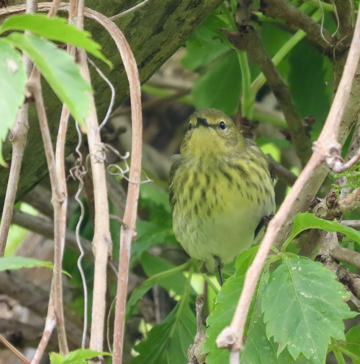 Reinita Atigrada - ML647908748