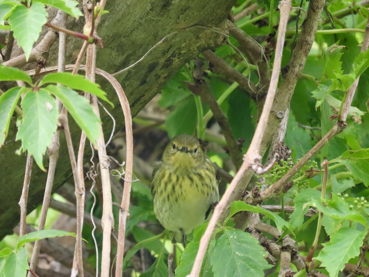 Reinita Atigrada - ML647908749