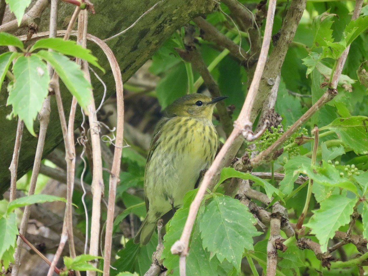 Reinita Atigrada - ML647908750