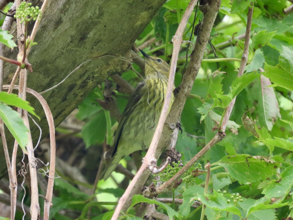 Reinita Atigrada - ML647908751