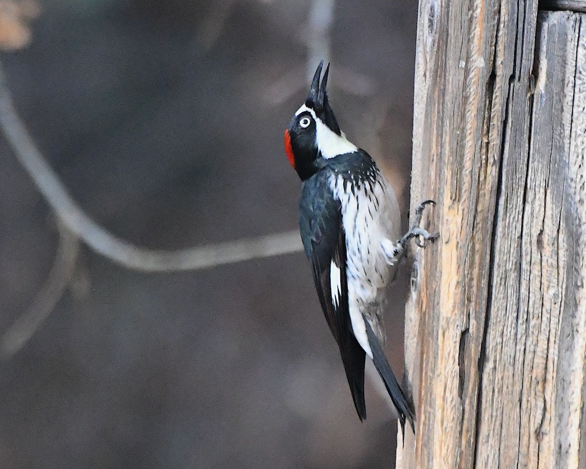 Carpintero Bellotero - ML647908752