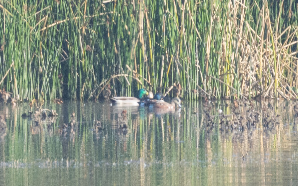 Ánade Azulón - ML647908755