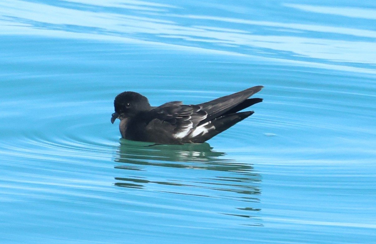 Paíño Europeo - ML647908756